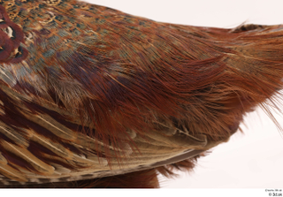 Pheasant  2 back wing 0004.jpg